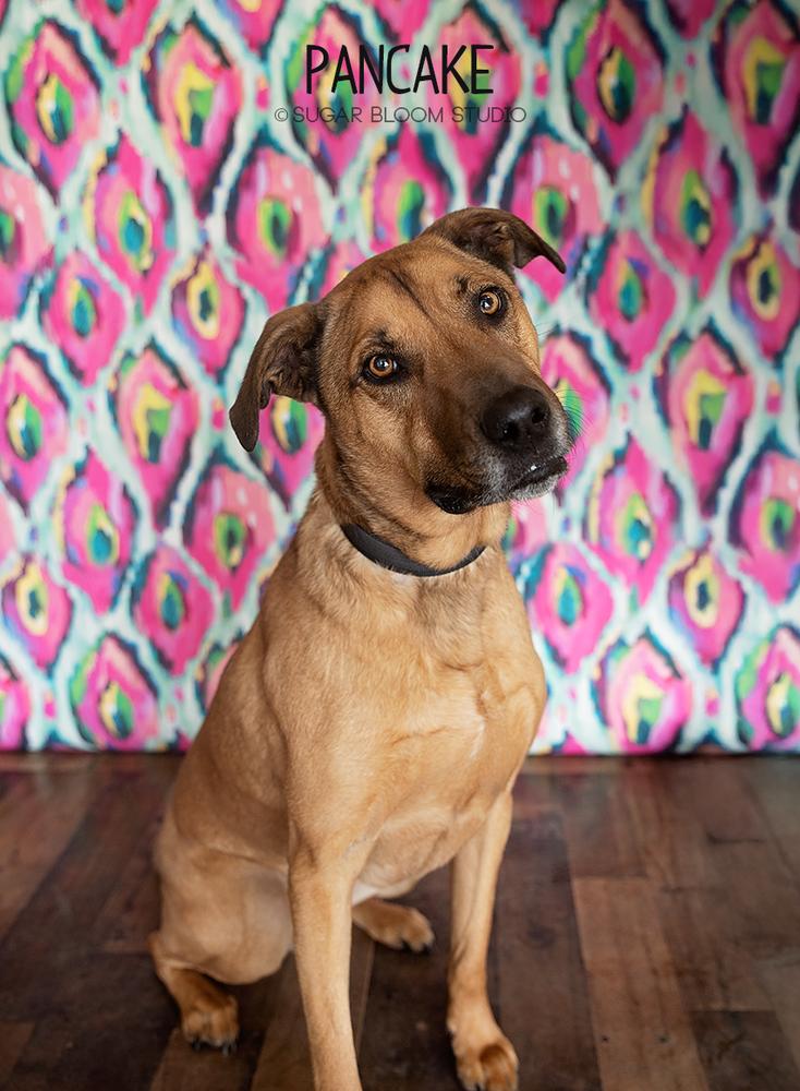 Pancake, Adoptable, Adult Male Labrador Retriever.