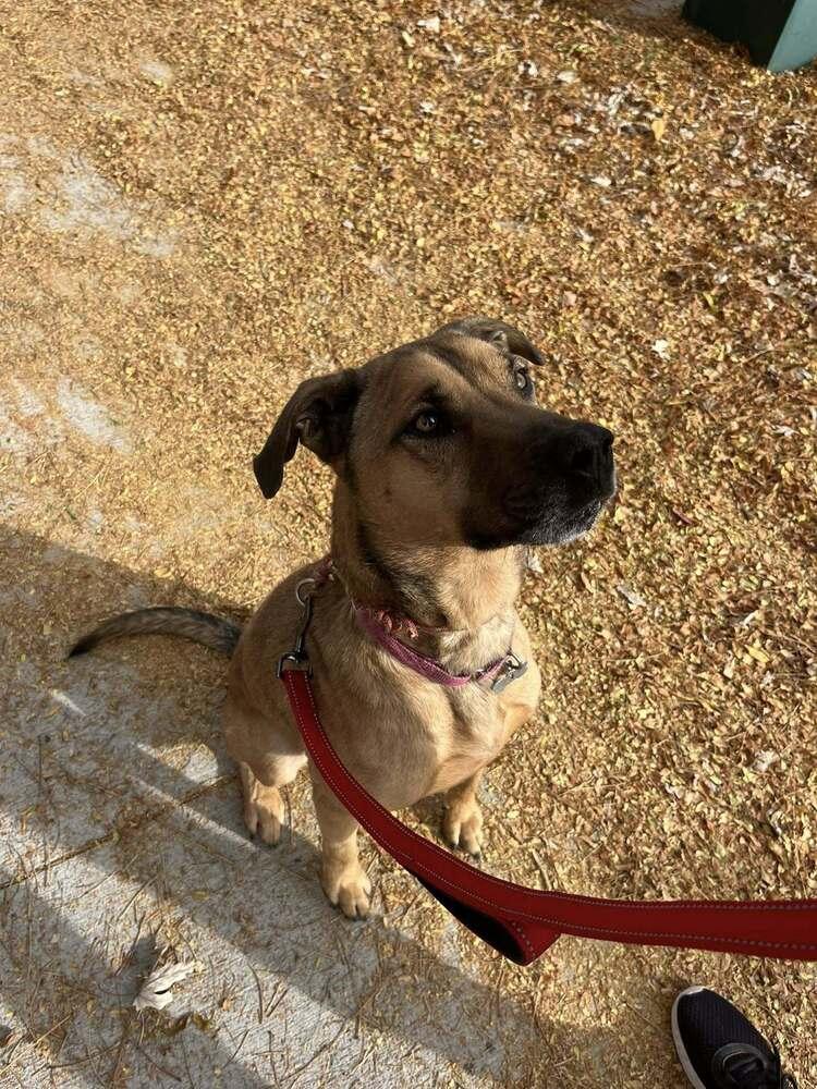 Enlarge Pancake, a Adoptable mixed breed in Littleton, CO image 3/6