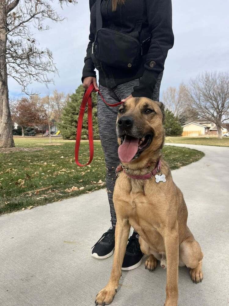 Enlarge Pancake, a Adoptable mixed breed in Littleton, CO image 4/6