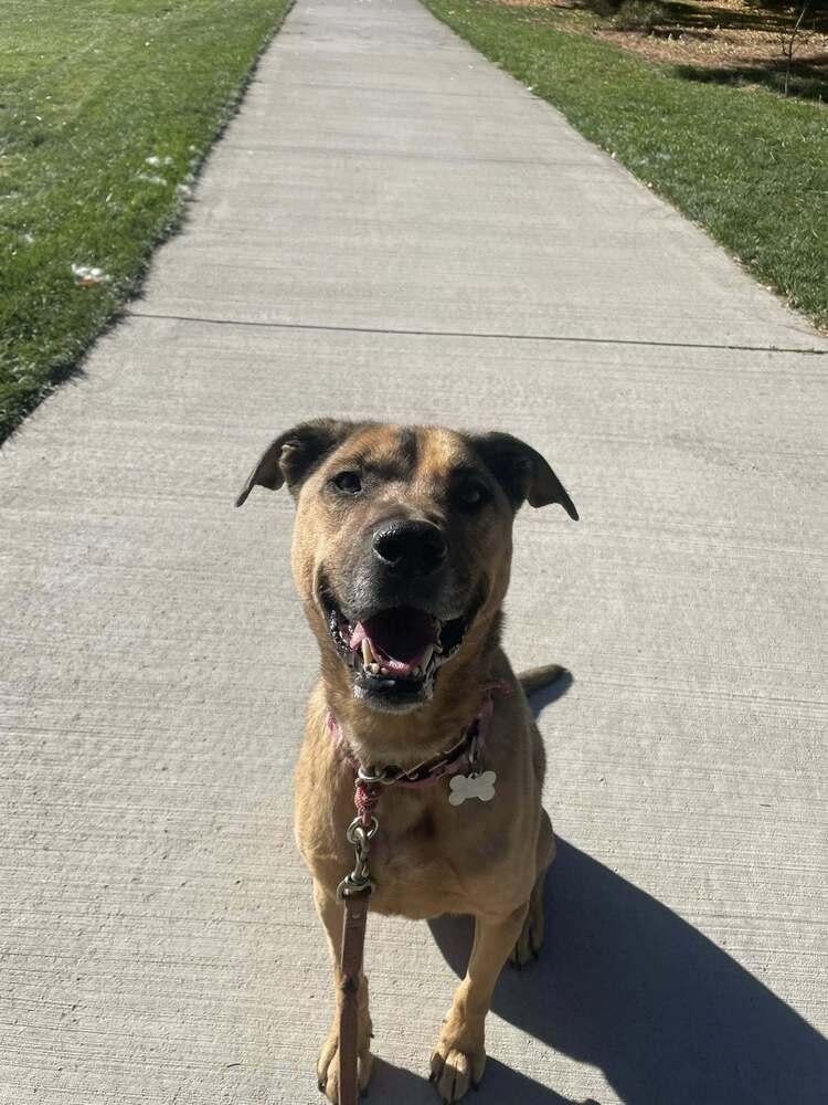 Enlarge Pancake, a Adoptable mixed breed in Littleton, CO image 5/6