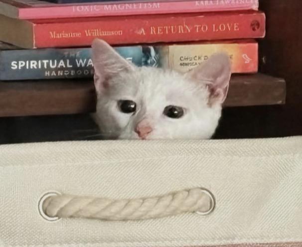 Enlarge Skylar ( friendly & affectionate), an adopted Domestic Short Hair in Staten island, NY image 5/6