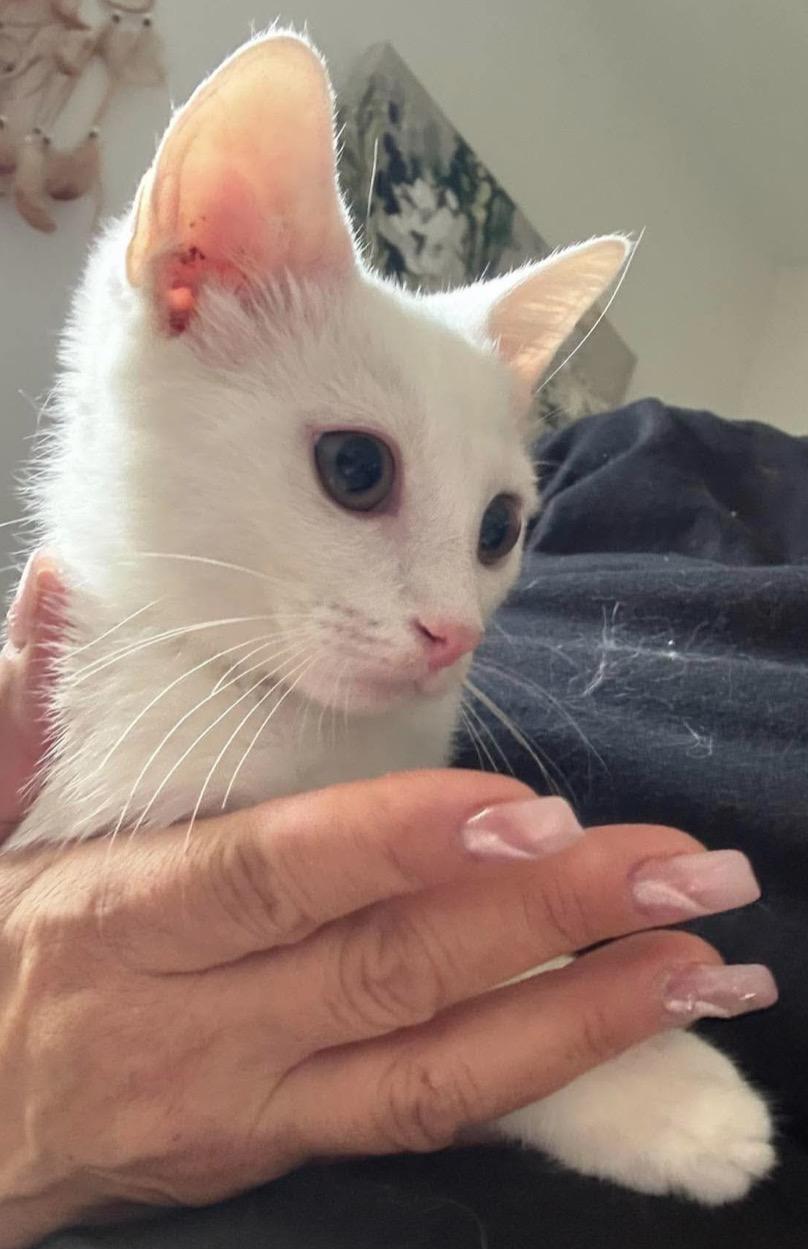 Enlarge Skylar ( friendly & affectionate), an adopted Domestic Short Hair in Staten island, NY image 4/6