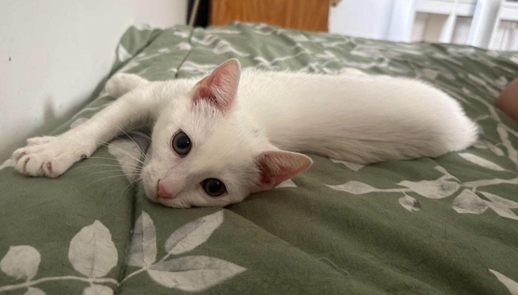 Enlarge Skylar ( friendly & affectionate), an adopted Domestic Short Hair in Staten island, NY image 3/6