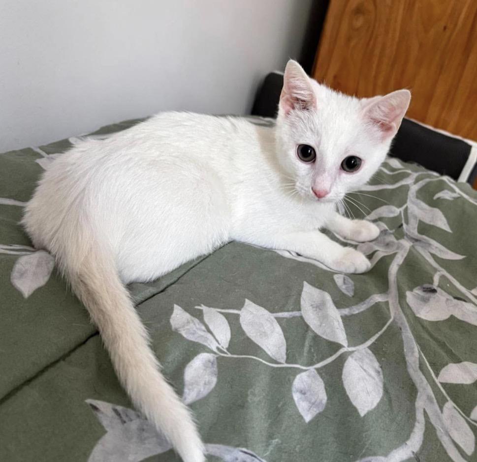 Enlarge Skylar ( friendly & affectionate), an adopted Domestic Short Hair in Staten island, NY image 2/6
