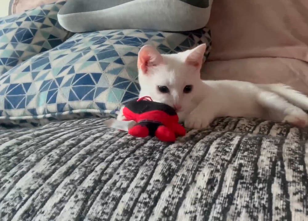 Enlarge Skylar ( friendly & affectionate), an adopted Domestic Short Hair in Staten island, NY video 6/6