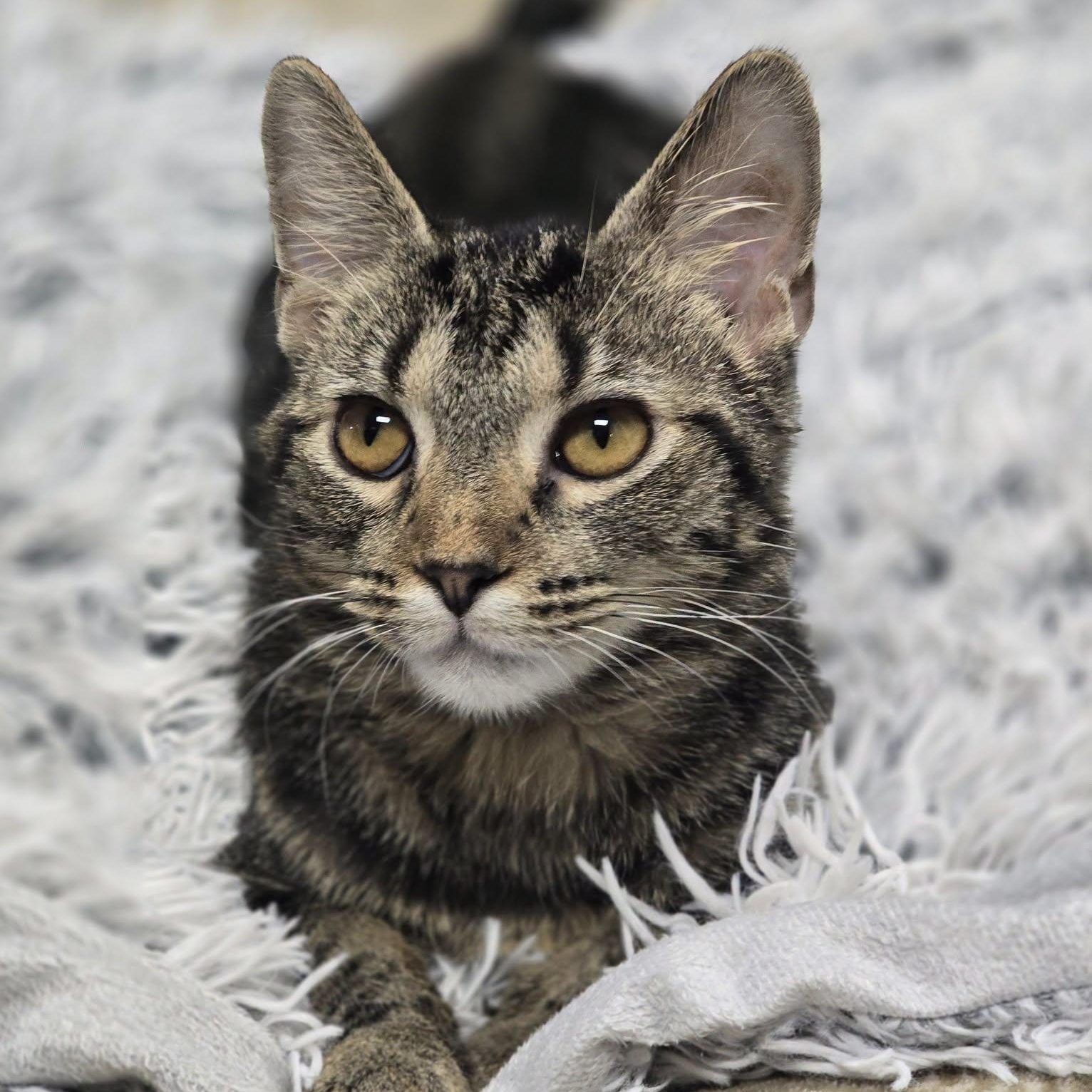 Billy, Adoptable, Young Male Domestic Short Hair.