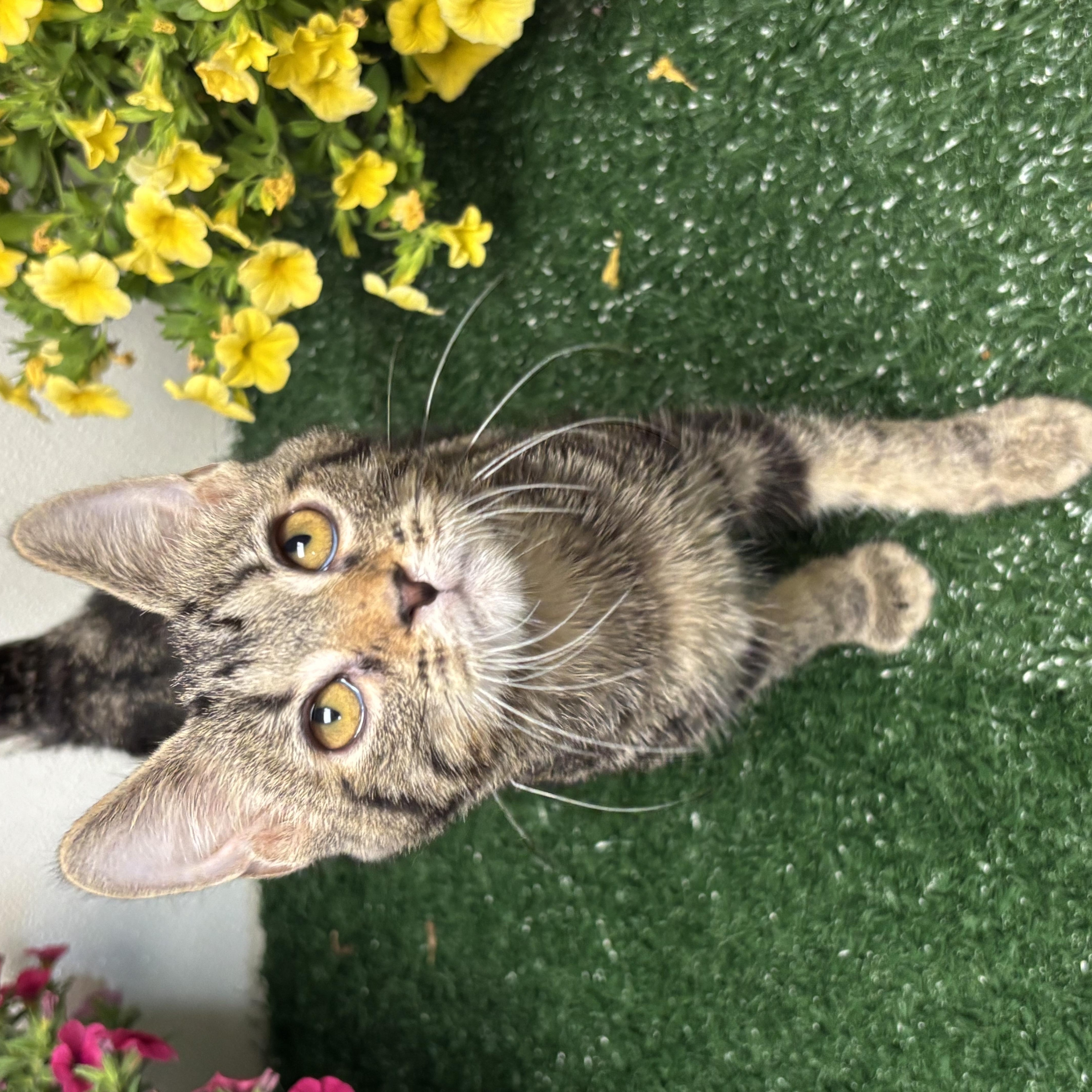 Enlarge Billy, a ADOPTABLE Domestic Short Hair in Effingham, IL image 3/3