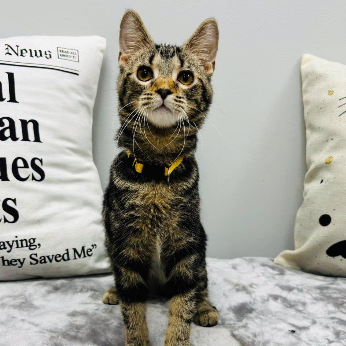 Billy, ADOPTABLE, Young Male Domestic Short Hair.