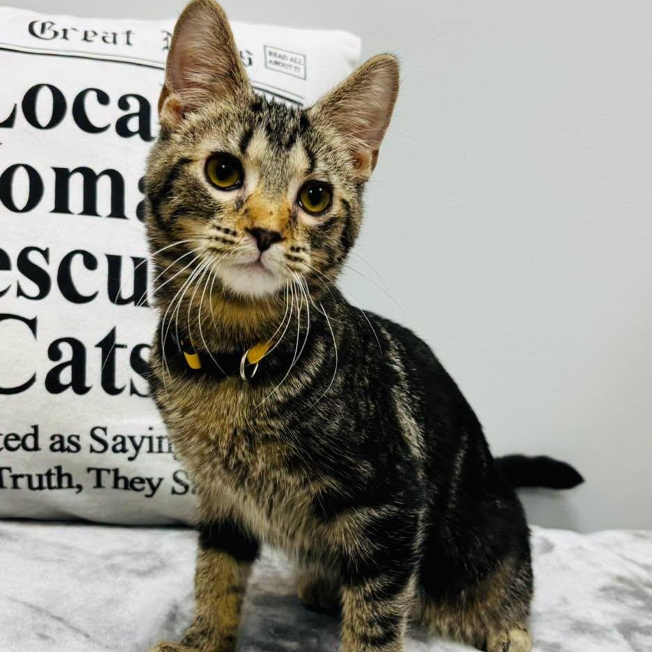 Enlarge Billy, a ADOPTABLE Domestic Short Hair in Effingham, IL image 2/3