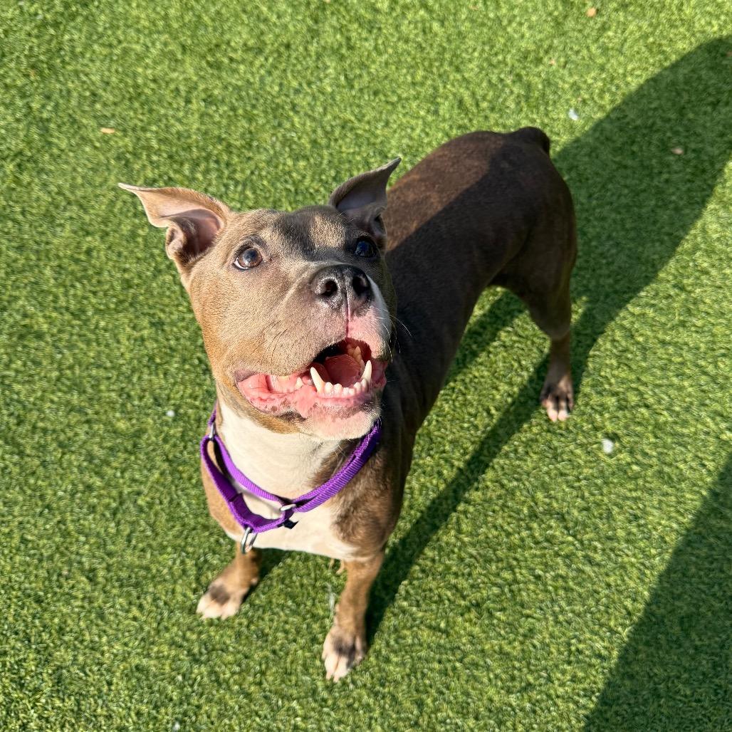 Enlarge Icee, a Adoptable Mixed Breed in Pittsburgh, PA image 1/6