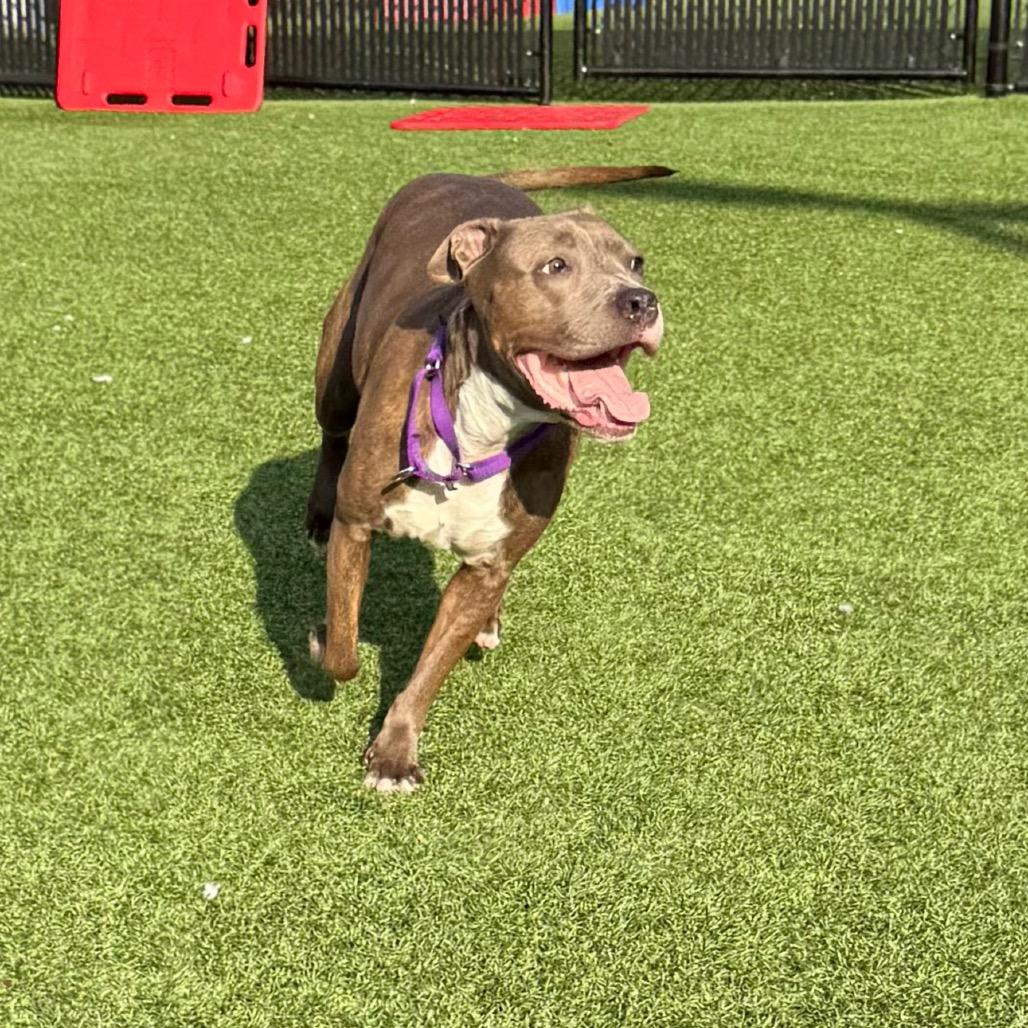 Enlarge Icee, a Adoptable Mixed Breed in Pittsburgh, PA image 3/6