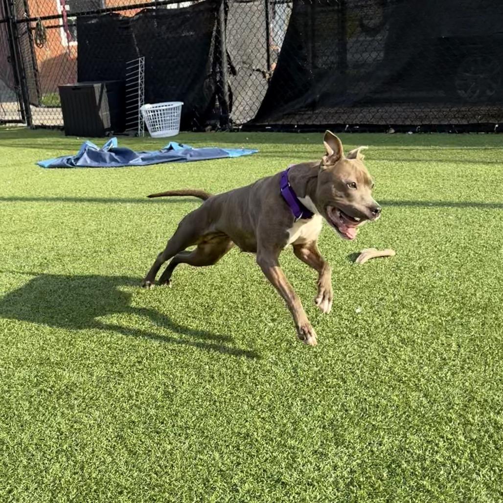 Enlarge Icee, a Adoptable Mixed Breed in Pittsburgh, PA image 4/6