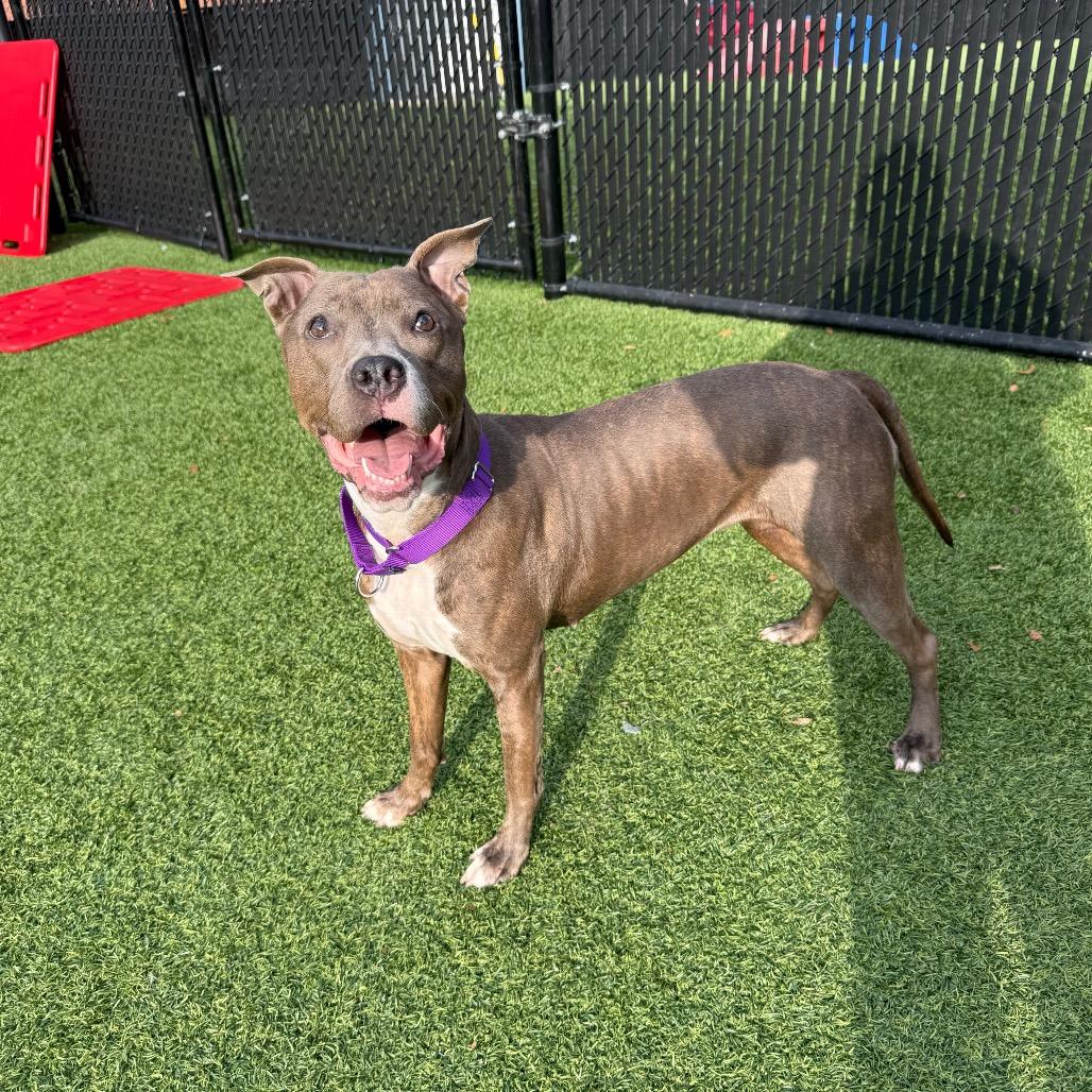 Enlarge Icee, a Adoptable Mixed Breed in Pittsburgh, PA image 5/6