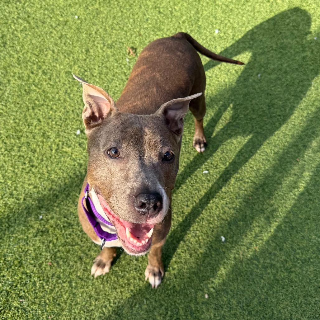 Enlarge Icee, a Adoptable Mixed Breed in Pittsburgh, PA image 6/6