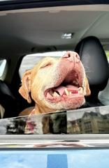 Elaine, Adoptable, Senior Female Pit Bull Terrier.