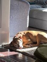 Elaine, a Adoptable Pit Bull Terrier in Traverse City, MI image 4/5