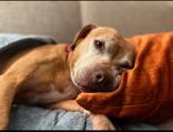 Elaine, a Adoptable Pit Bull Terrier in Traverse City, MI image 2/5