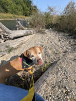 Elaine, a Adoptable Pit Bull Terrier in Traverse City, MI image 5/5