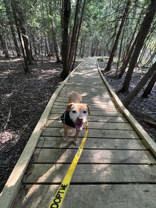 Elaine, a Adoptable Pit Bull Terrier in Traverse City, MI image 3/5