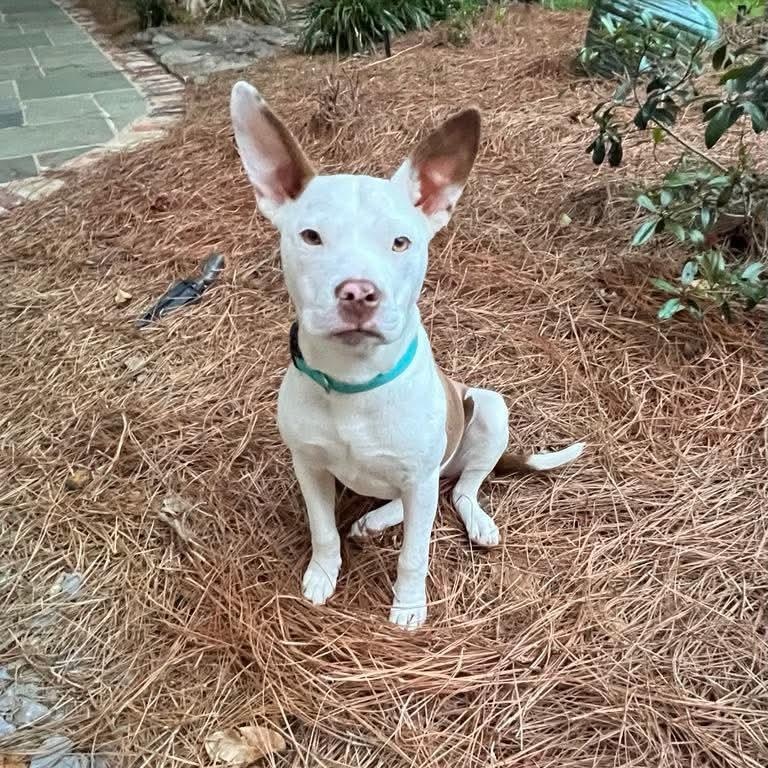 Tiffany, Adoptable, Young Female Boston Terrier & Pit Bull Terrier.
