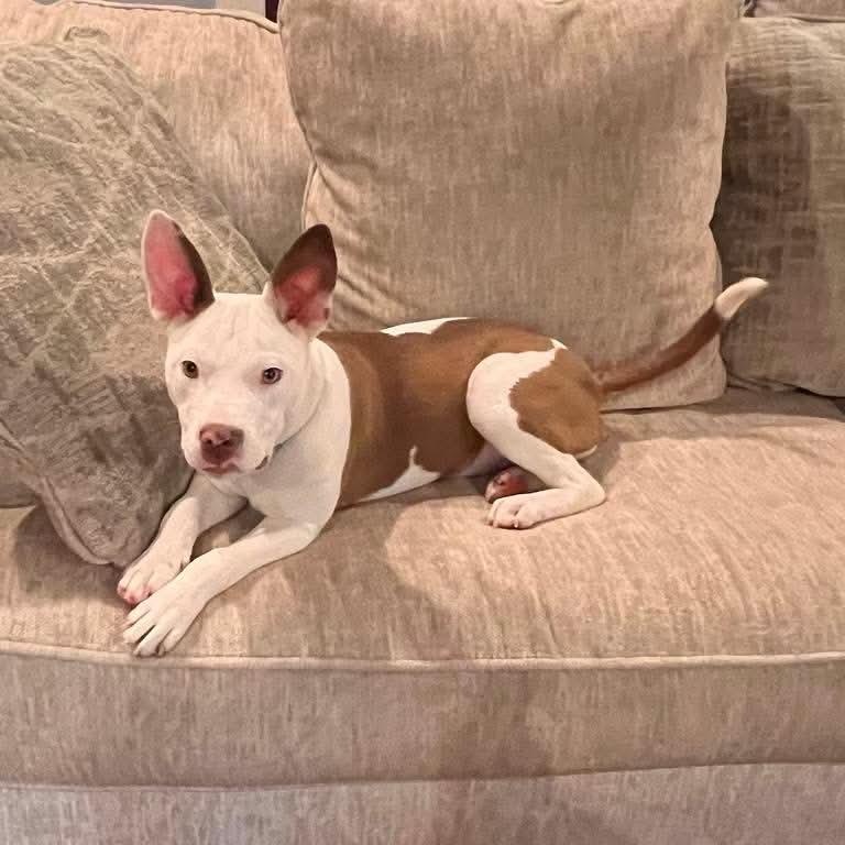 Enlarge Tiffany, a Adoptable mixed breed in Westport, MA image 2/6