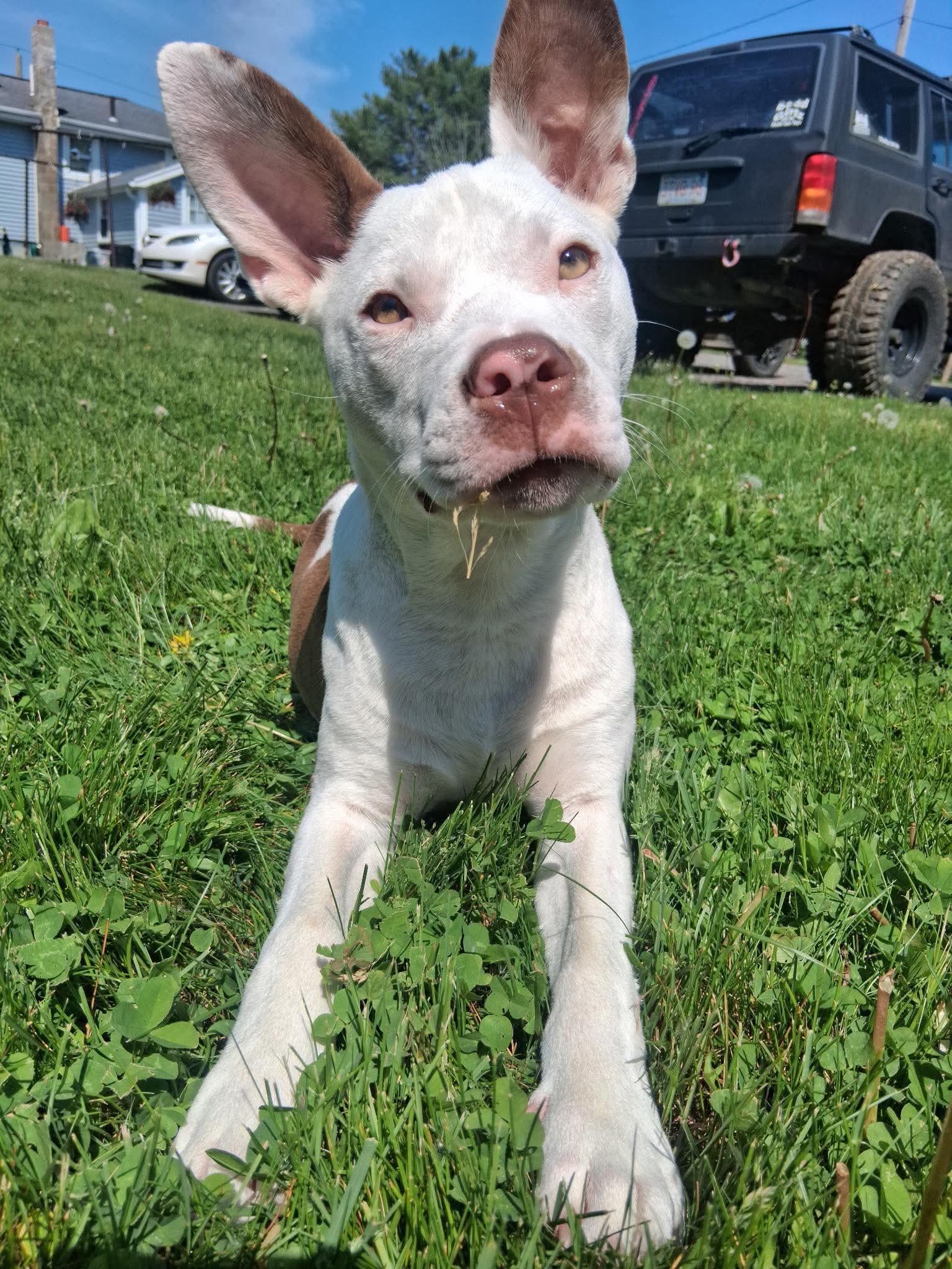 Tiffany, Adoptable, Young Female American Staffordshire Terrier & Pit Bull Terrier.
