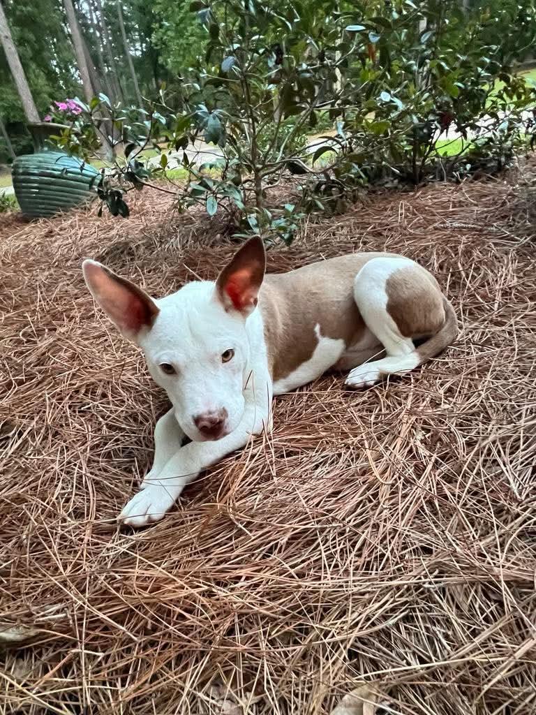 Enlarge Tiffany, a Adoptable mixed breed in Westport, MA image 3/6