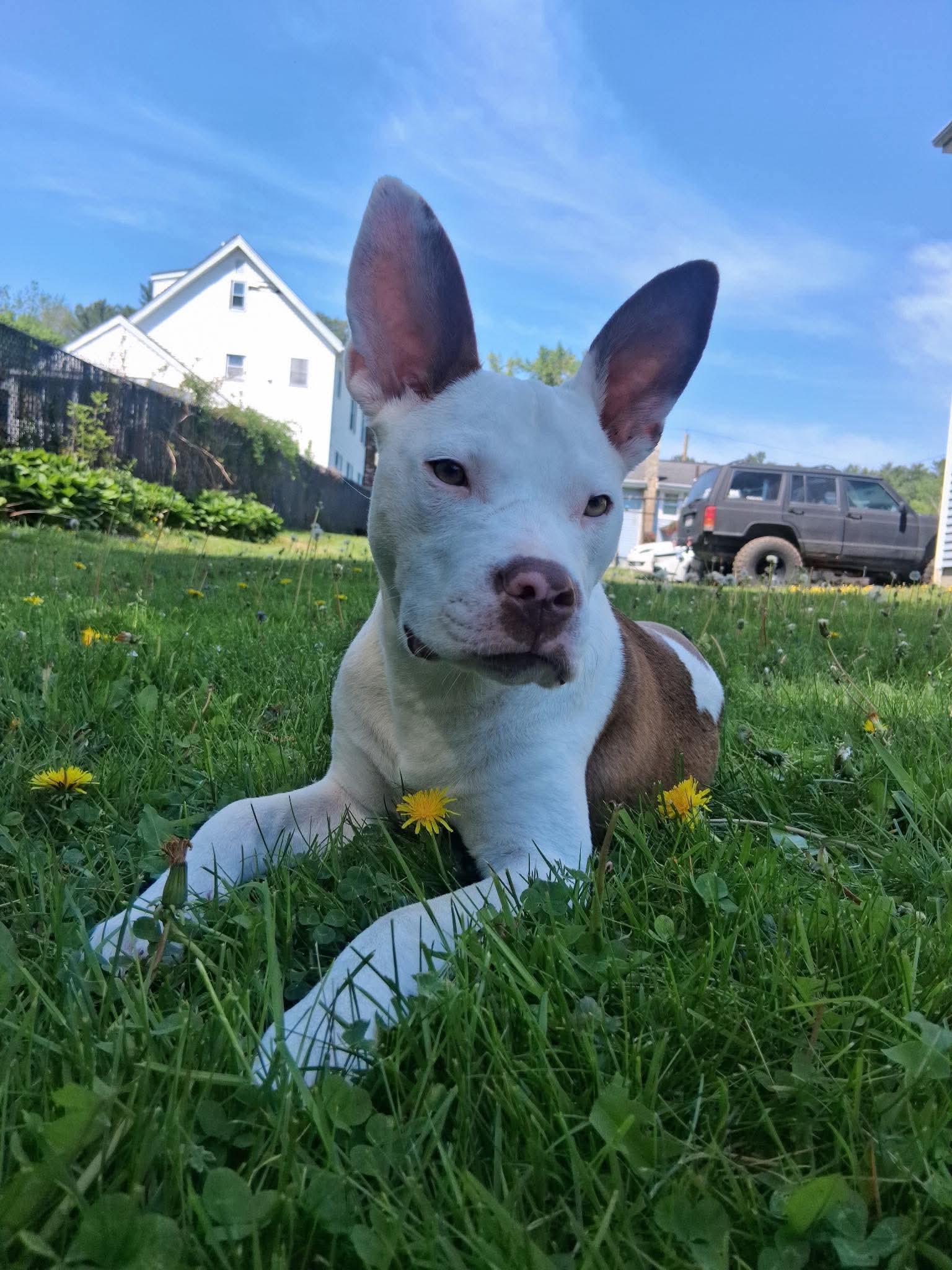 Tiffany, a Adoptable mixed breed in East Taunton, MA image 2/6