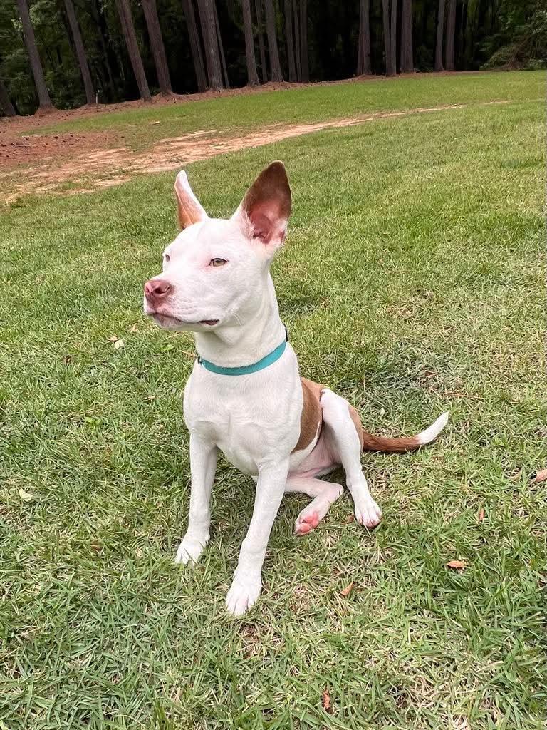 Enlarge Tiffany, a Adoptable mixed breed in Westport, MA image 6/6