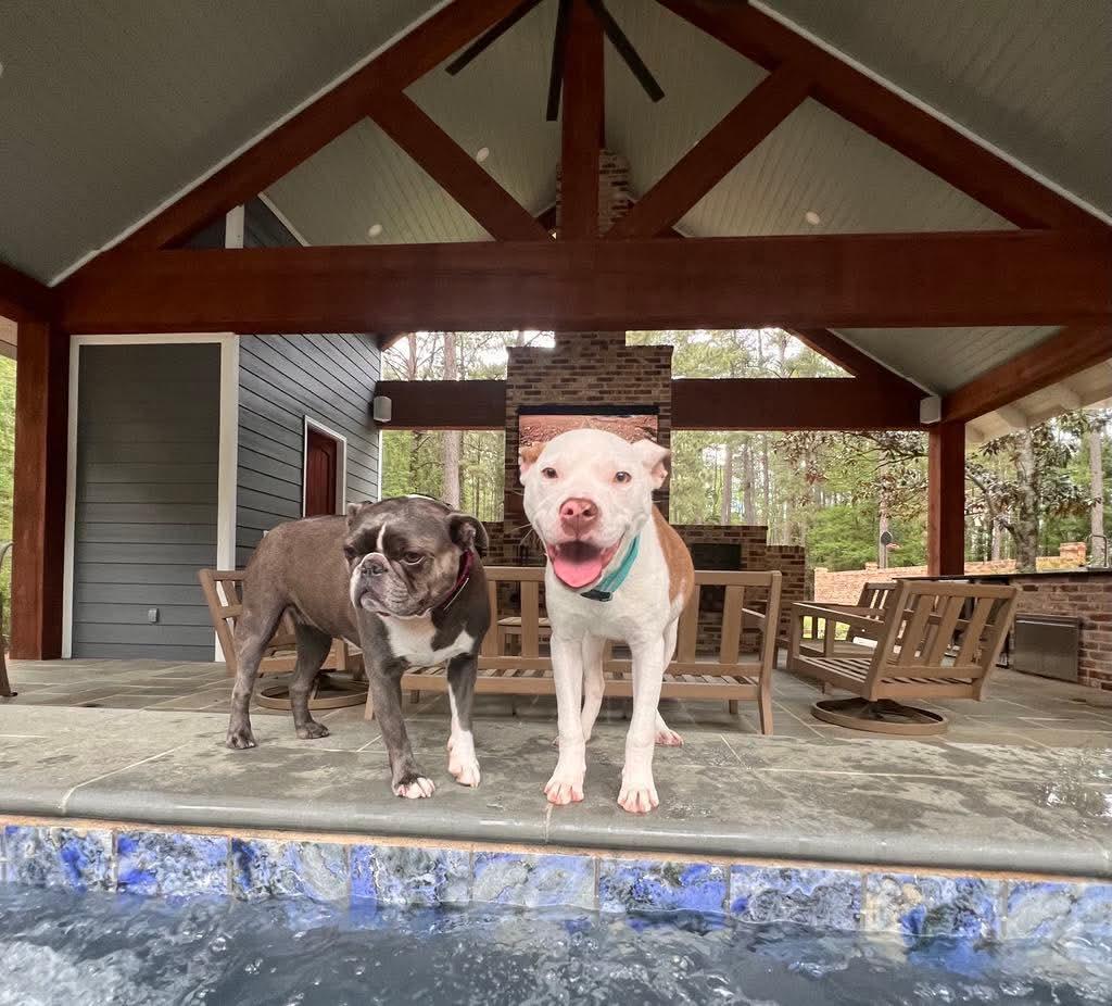 Enlarge Tiffany, a Adoptable mixed breed in Westport, MA image 5/6
