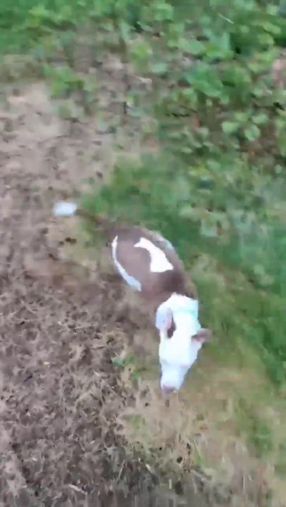 Enlarge Tiffany, a Adoptable mixed breed in East Taunton, MA video 6/6