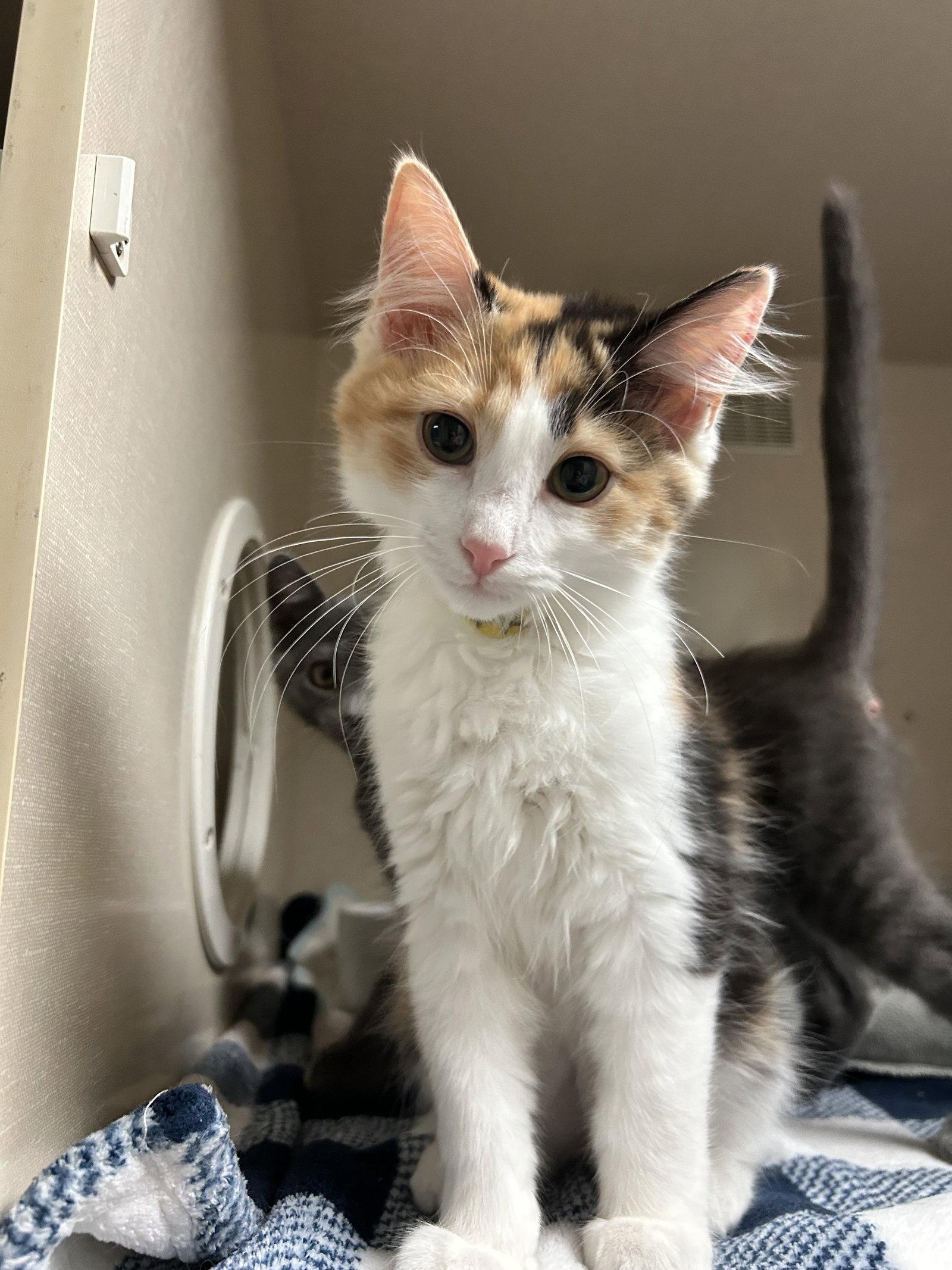 April, a Adopted mixed breed in Locust Grove, GA image 2/3