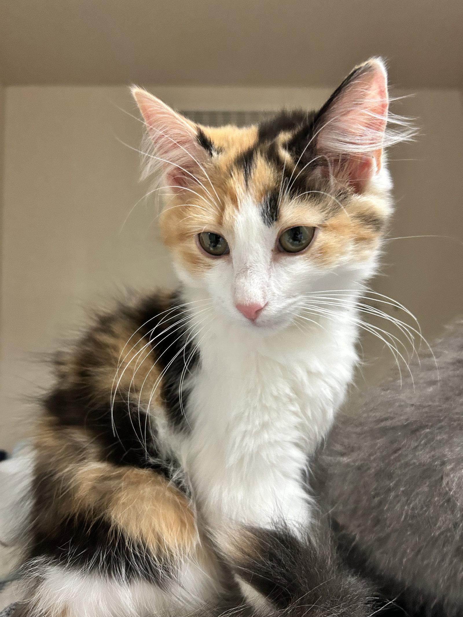 April, a Adopted mixed breed in Locust Grove, GA image 3/3