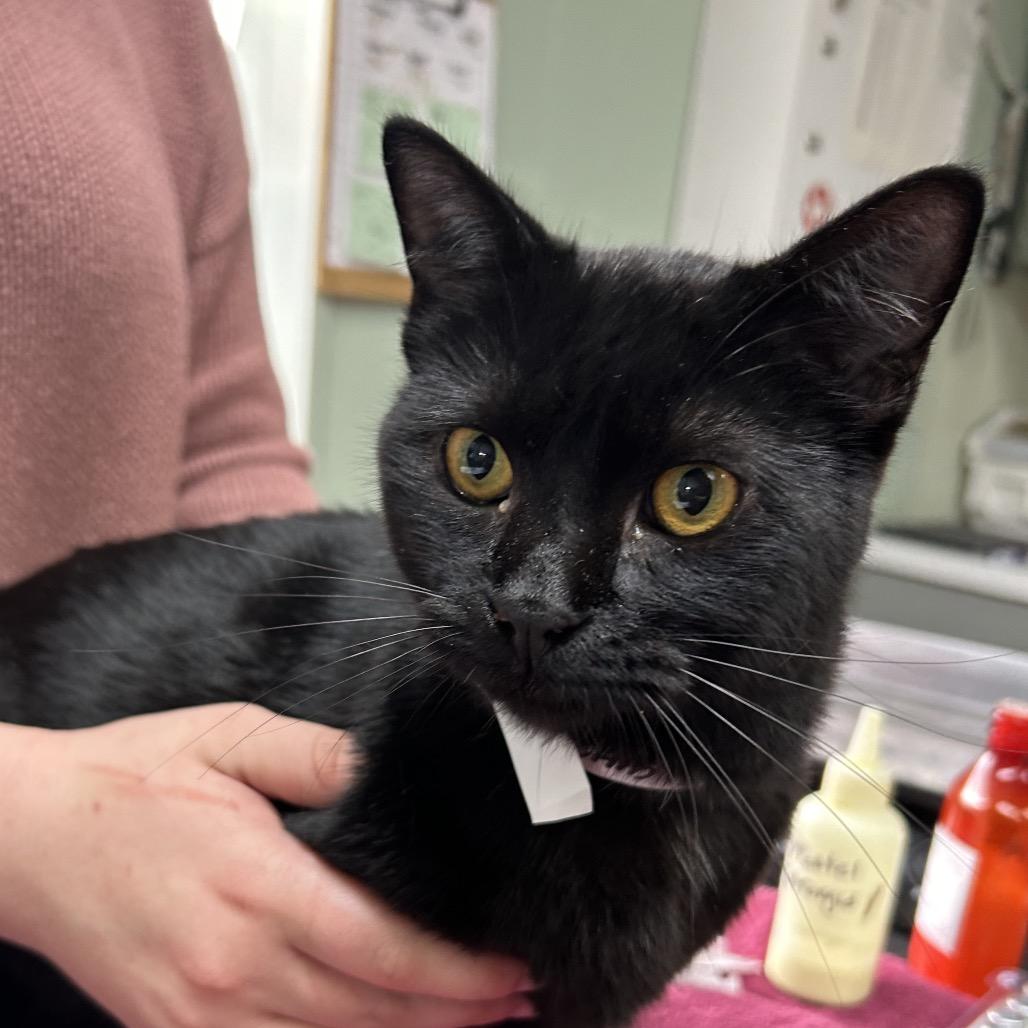 Enlarge Kate, a Adoptable Domestic Short Hair in West Point, MS image 1/1