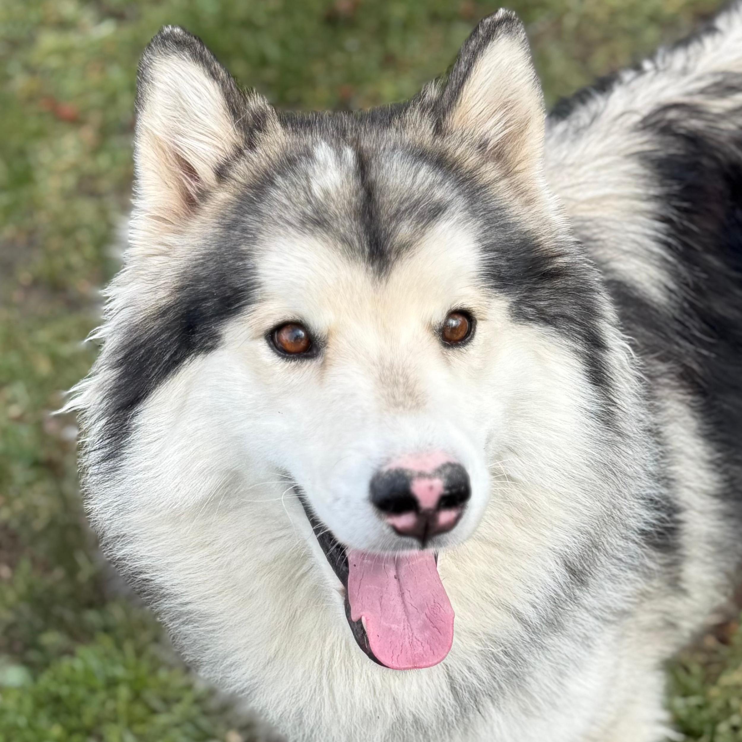 Enlarge Chandler, an adopted mixed breed in Lindon, UT image 2/6
