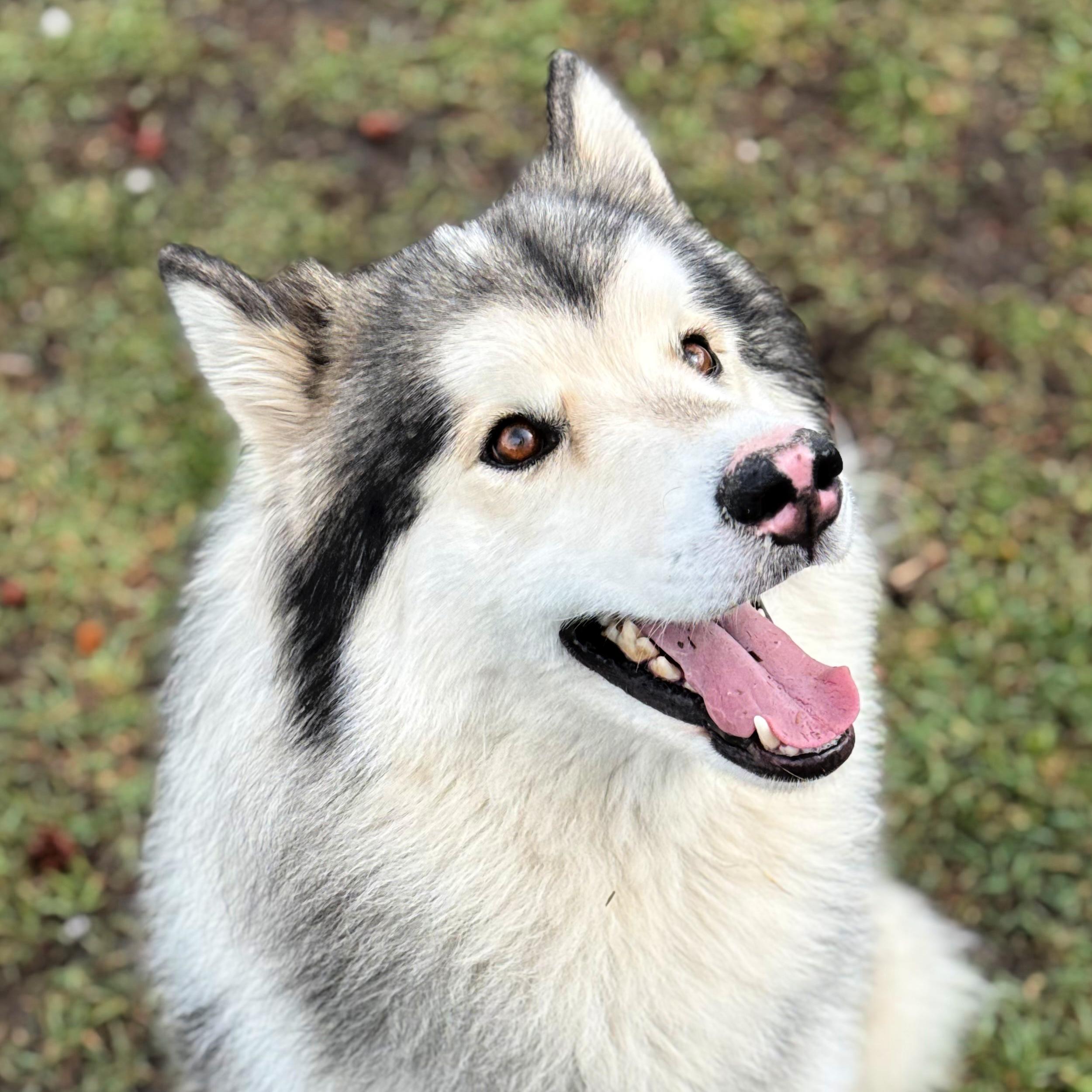 Enlarge Chandler, an adopted mixed breed in Lindon, UT image 6/6