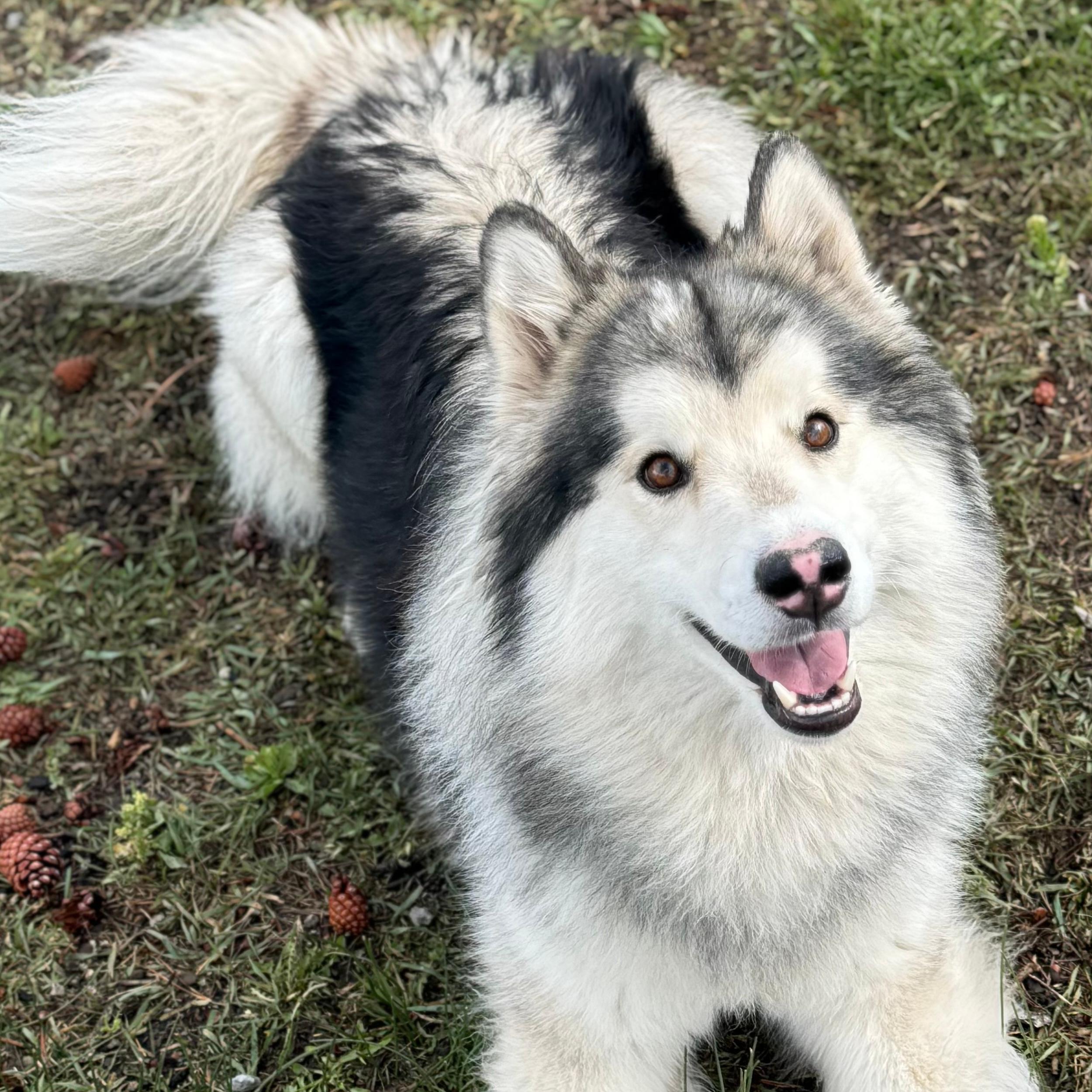 Chandler, adopted, Young Male Husky & Alaskan Malamute.