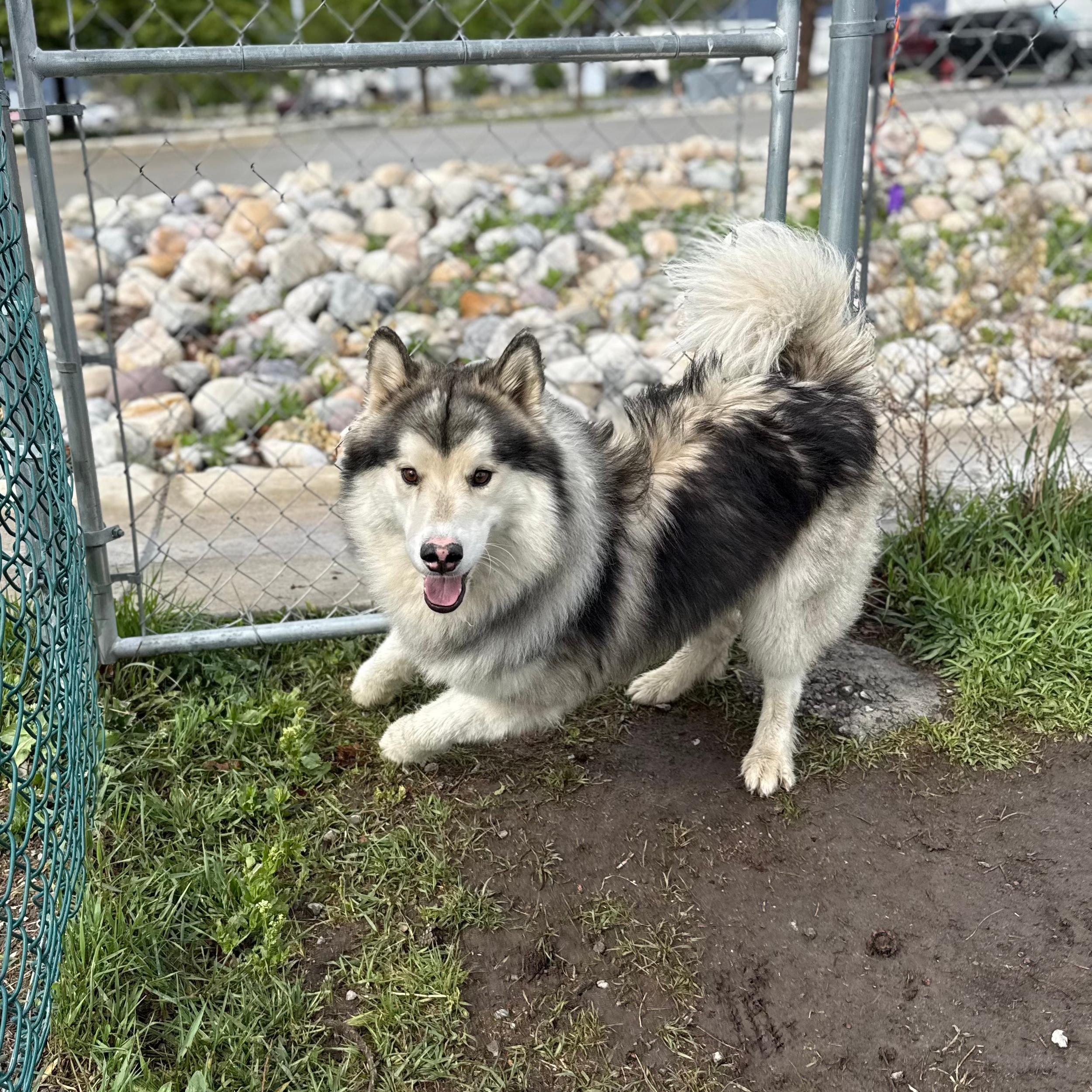 Enlarge Chandler, an adopted mixed breed in Lindon, UT image 4/6