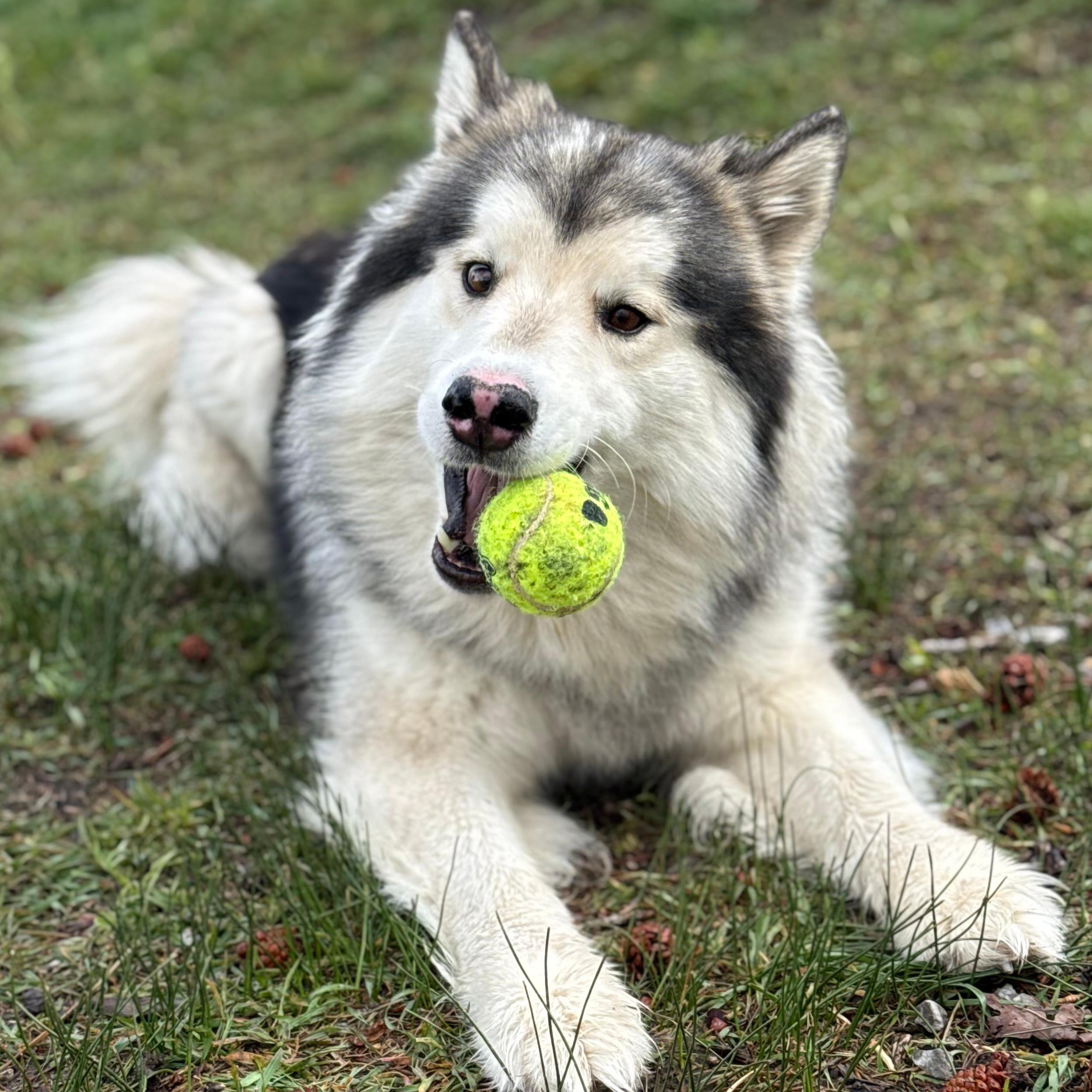 Enlarge Chandler, an adopted mixed breed in Lindon, UT image 5/6