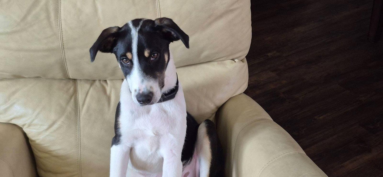 Joey, a Adoptable Terrier in New London, WI image 2/3
