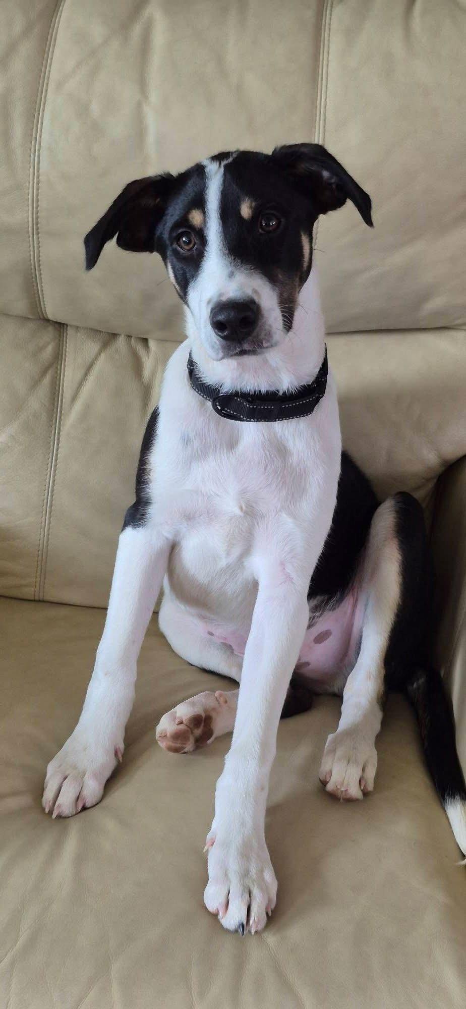Joey, a Adoptable Terrier in New London, WI image 3/3