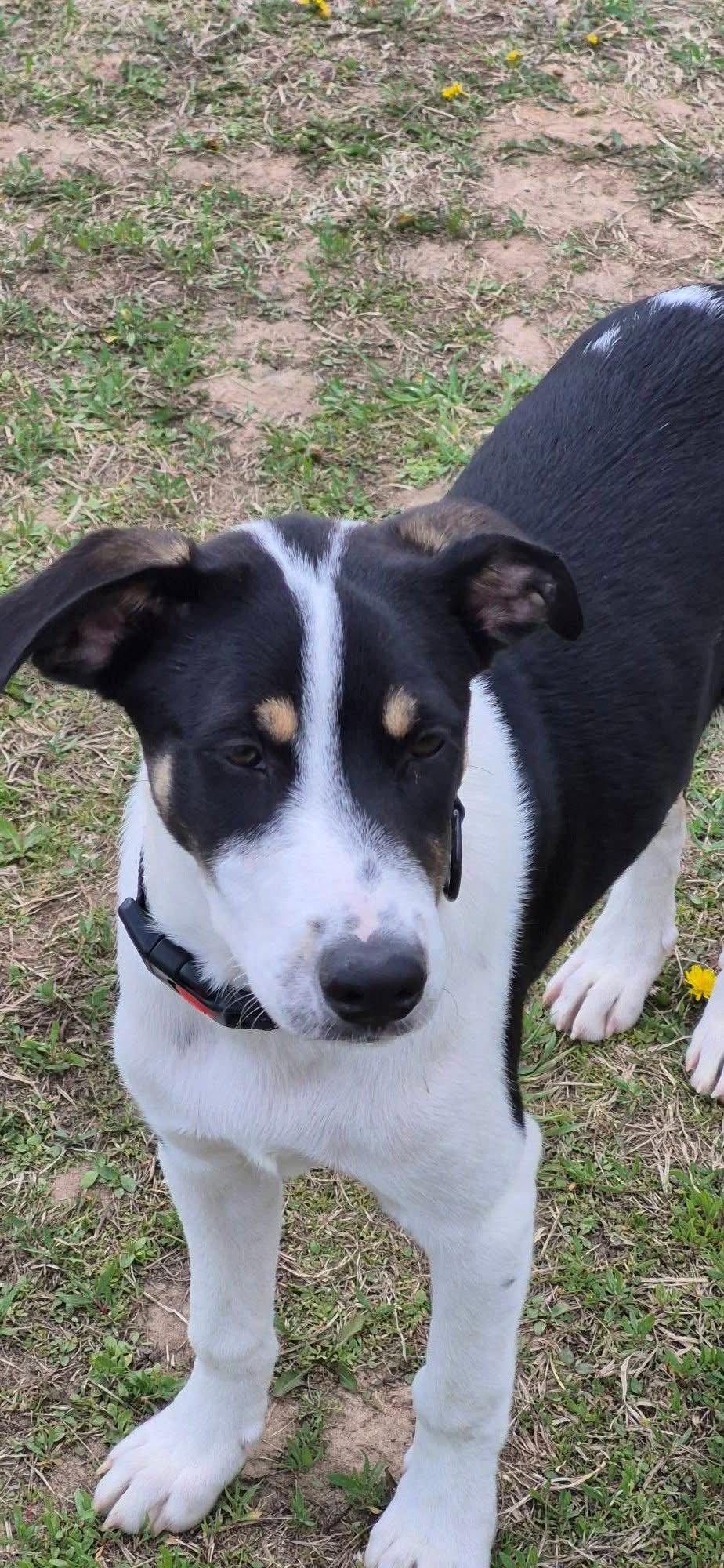 Joey, a Adoptable Terrier in New London, WI image 1/3