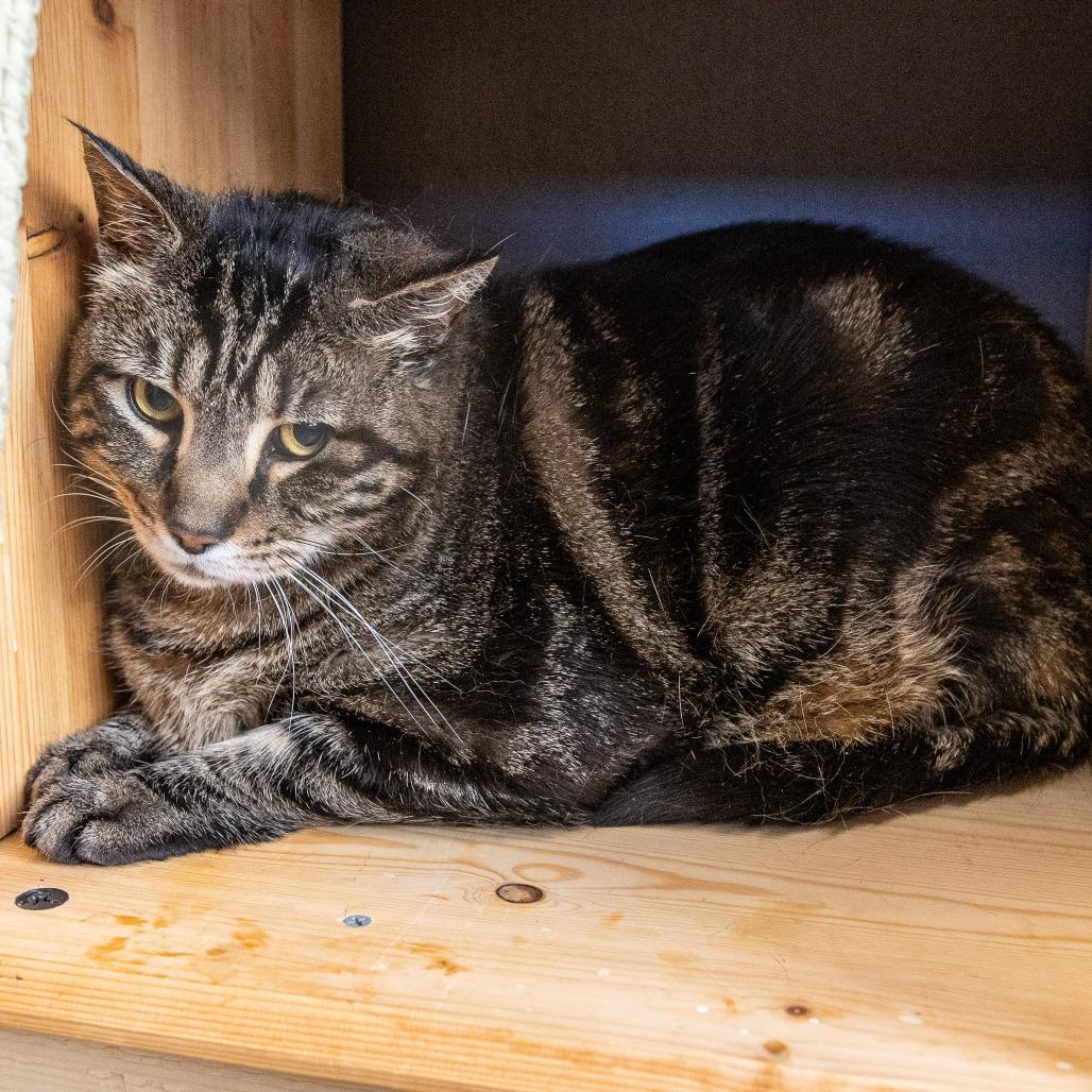 Enlarge Buttons *Avail by Appt*, a Adoptable Domestic Short Hair in Kennebunk, ME image 1/3