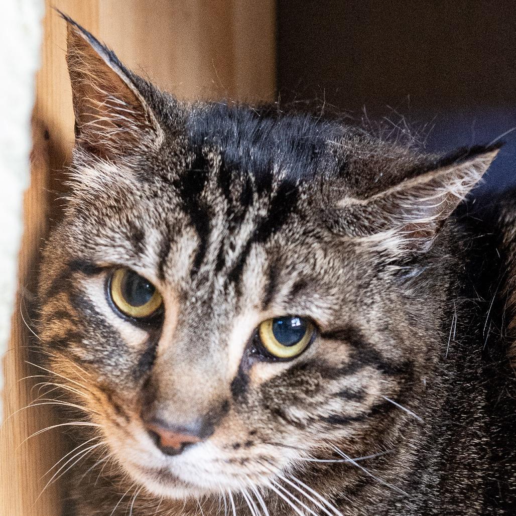 Enlarge Buttons *Avail by Appt*, a Adoptable Domestic Short Hair in Kennebunk, ME image 2/3