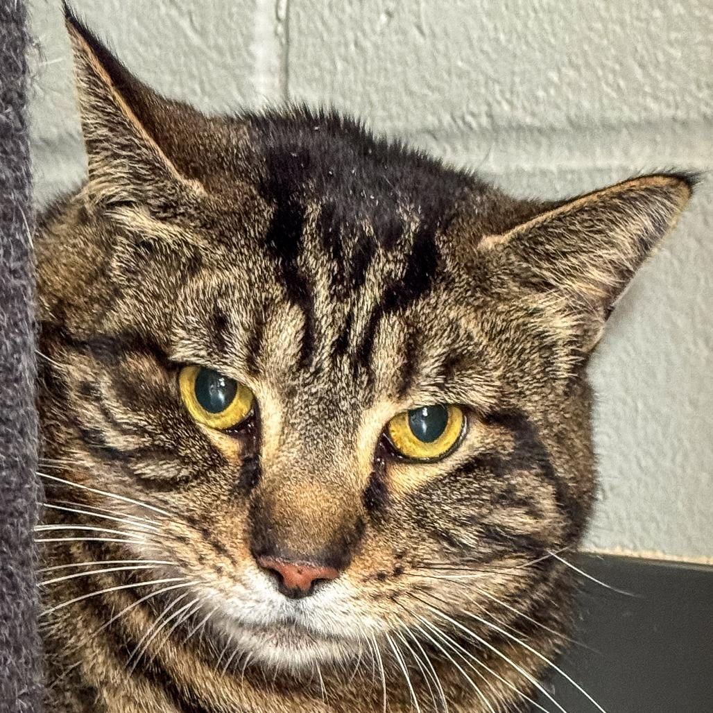 Enlarge Buttons *Avail by Appt*, a Adoptable Domestic Short Hair in Kennebunk, ME image 3/3