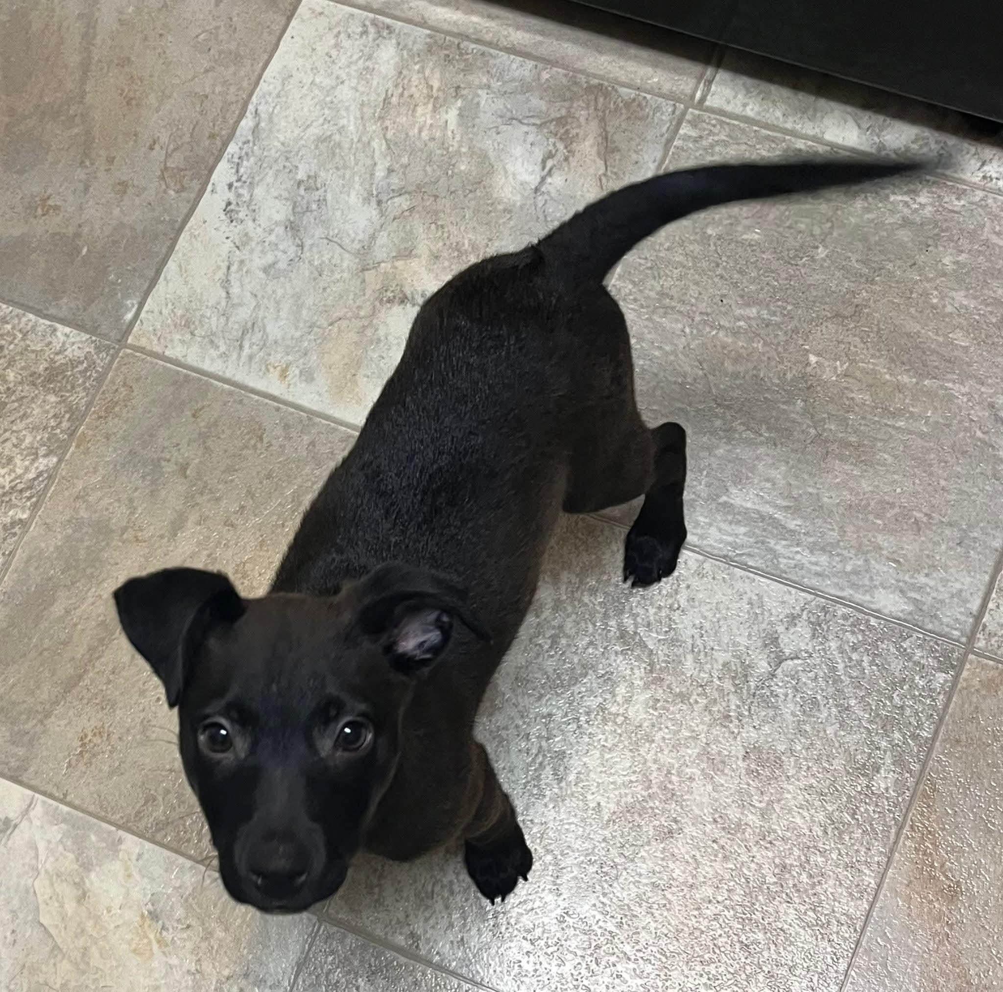 Sunny, Adoptable, Puppy Male Black Labrador Retriever & Mixed Breed.
