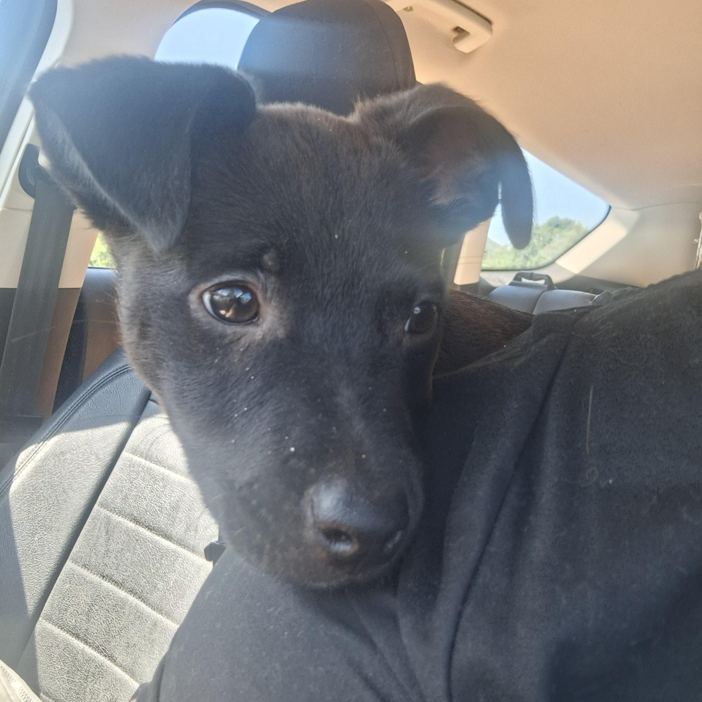 Sunny, a Adoptable mixed breed in Connelly Springs, NC image 2/6