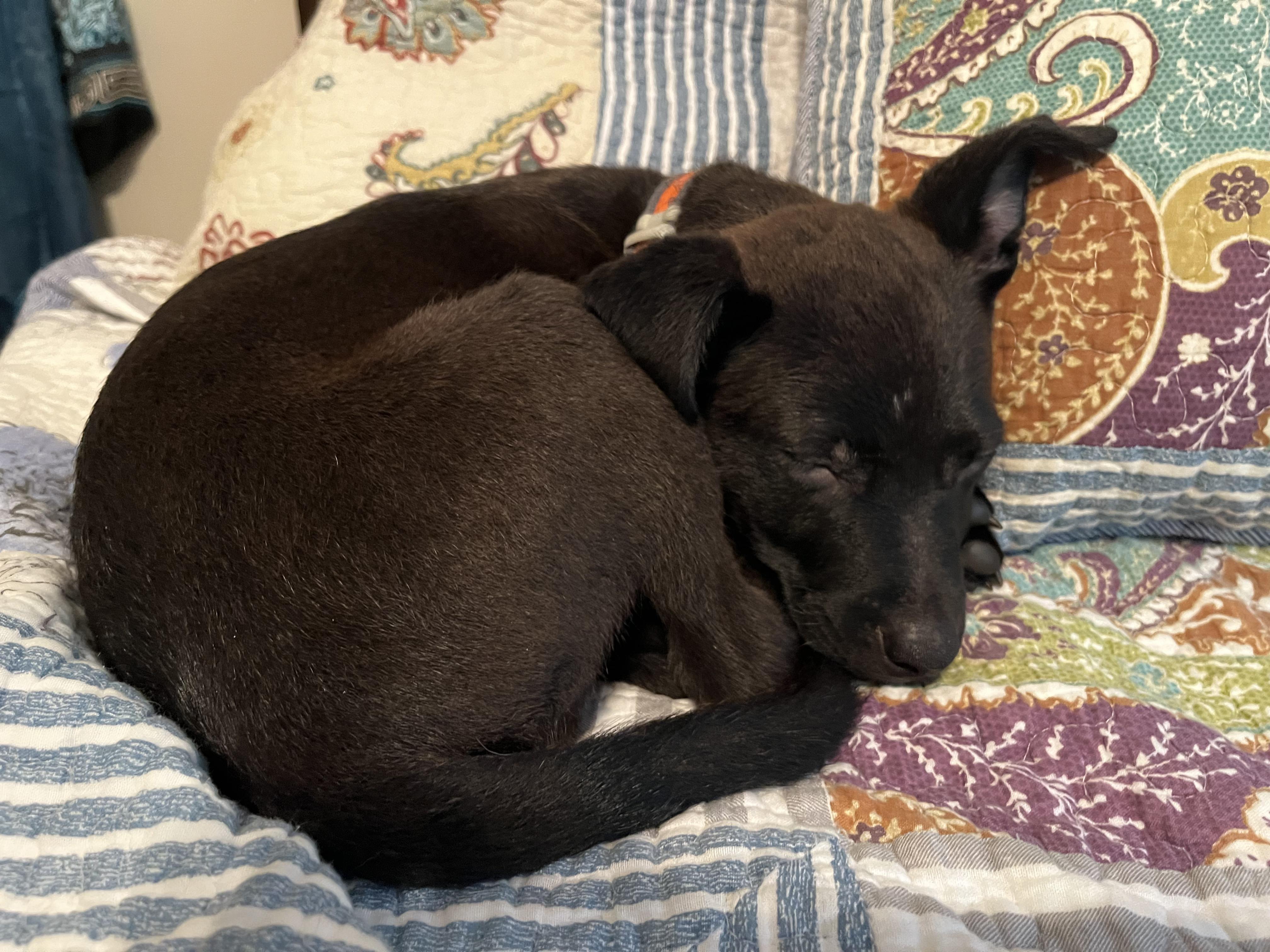 Sunny, a Adoptable mixed breed in Connelly Springs, NC image 4/6