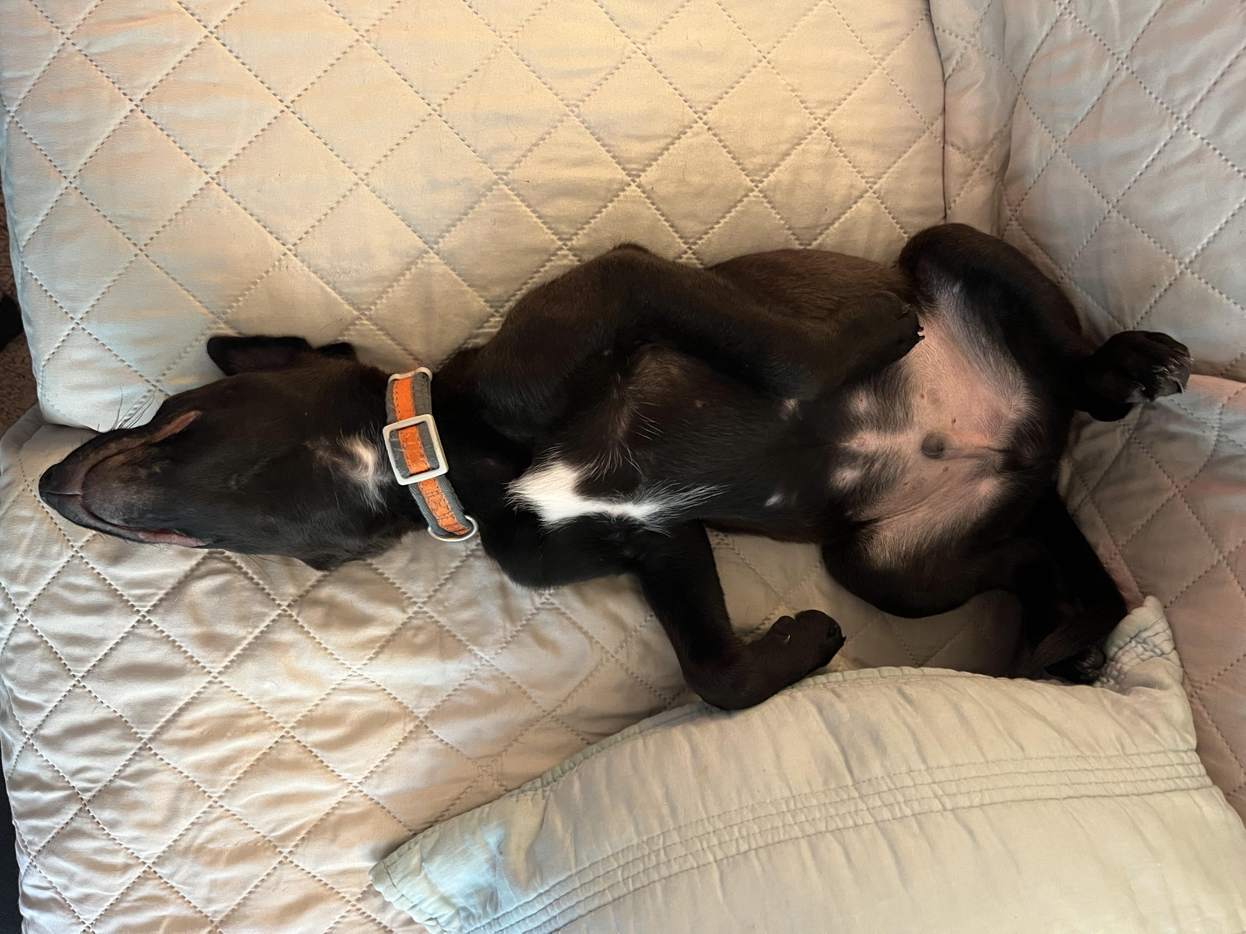 Sunny, a Adoptable mixed breed in Connelly Springs, NC image 5/6