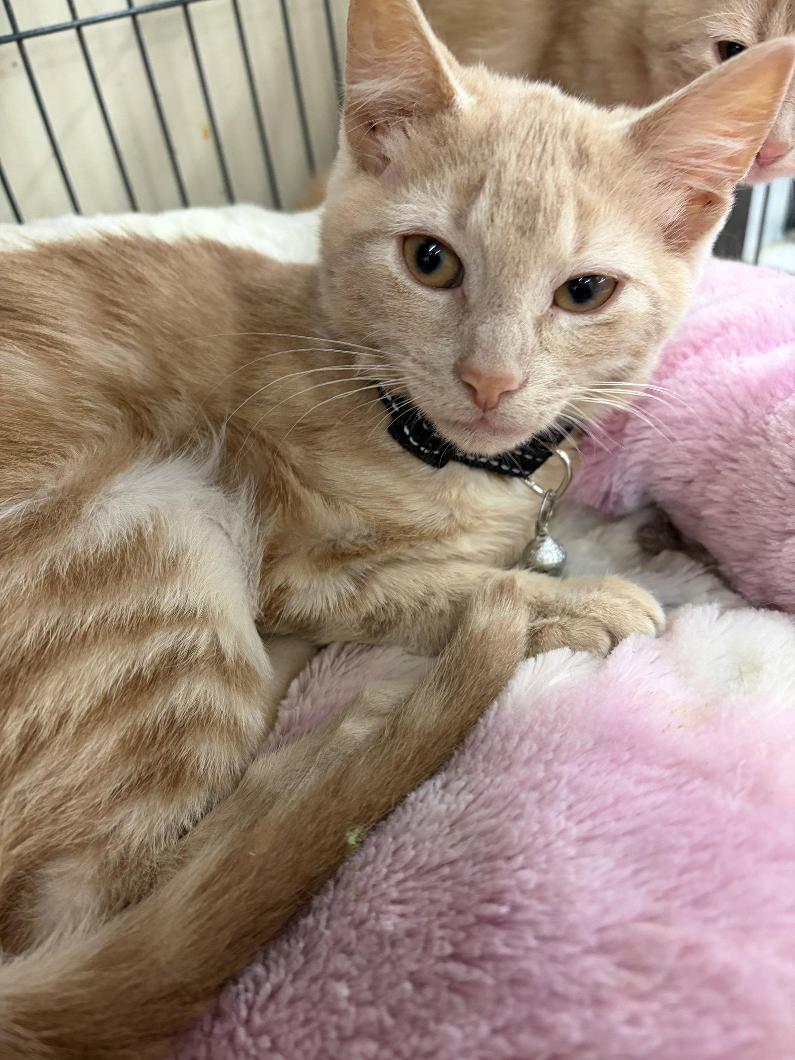 GAMBELS, Adopted, Young Male Tabby.